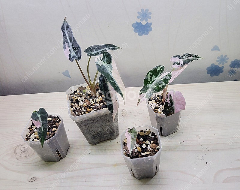 밤비노핑크바리,에피바리,에피민트,트루비문라이트,마블스킨,아미드리움미디움실버,풀민트히메,화이트민트히메,무늬히메,베놈 ...--0